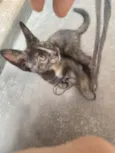 Mia