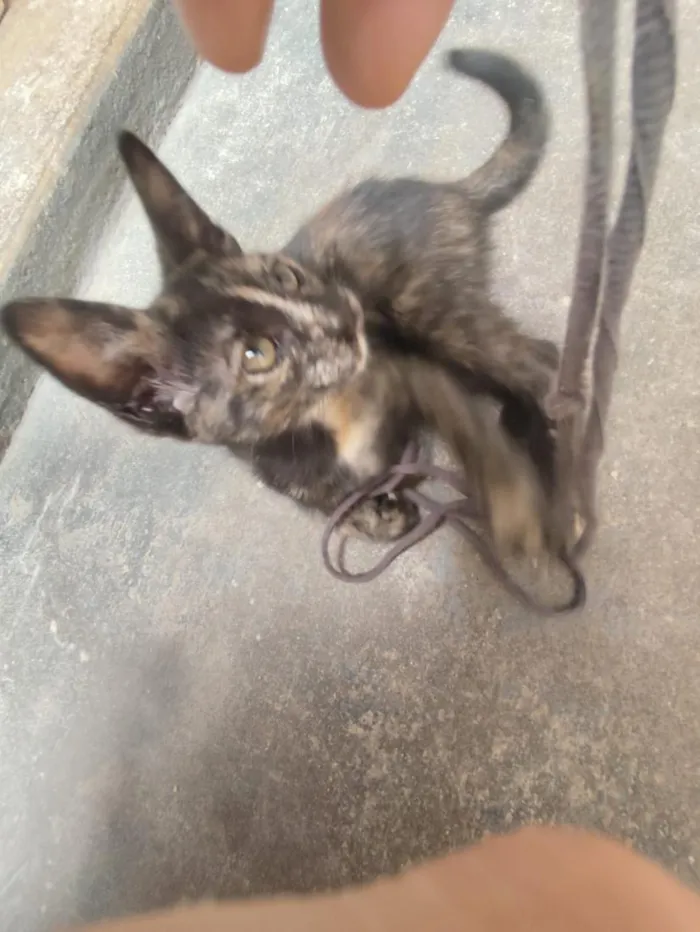 Gato raça SRD-ViraLata idade 2 a 6 meses nome Mia