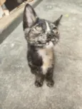 Mia