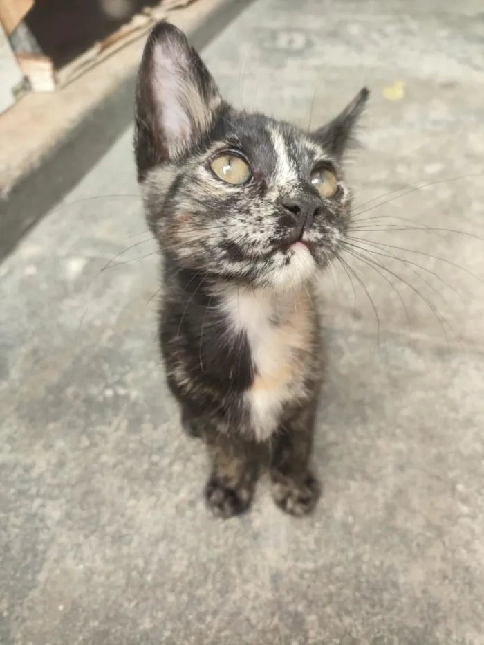 Gato raça SRD-ViraLata idade 2 a 6 meses nome Mia