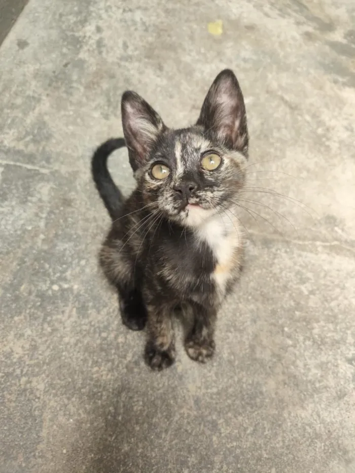 Gato raça SRD-ViraLata idade 2 a 6 meses nome Mia