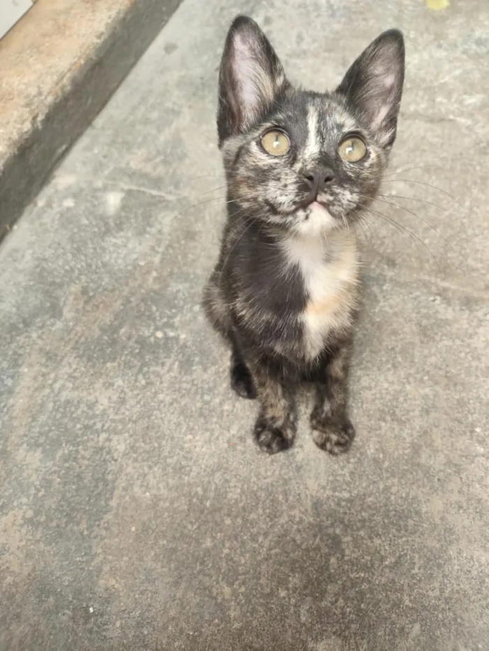 Gato raça SRD-ViraLata idade 2 a 6 meses nome Mia
