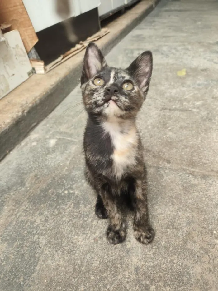 Gato raça SRD-ViraLata idade 2 a 6 meses nome Mia