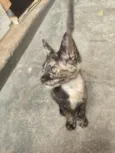 Mia