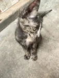 Mia
