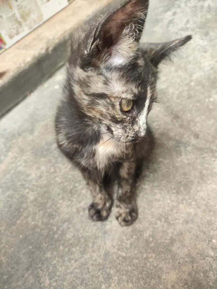 Gato raça SRD-ViraLata idade 2 a 6 meses nome Mia