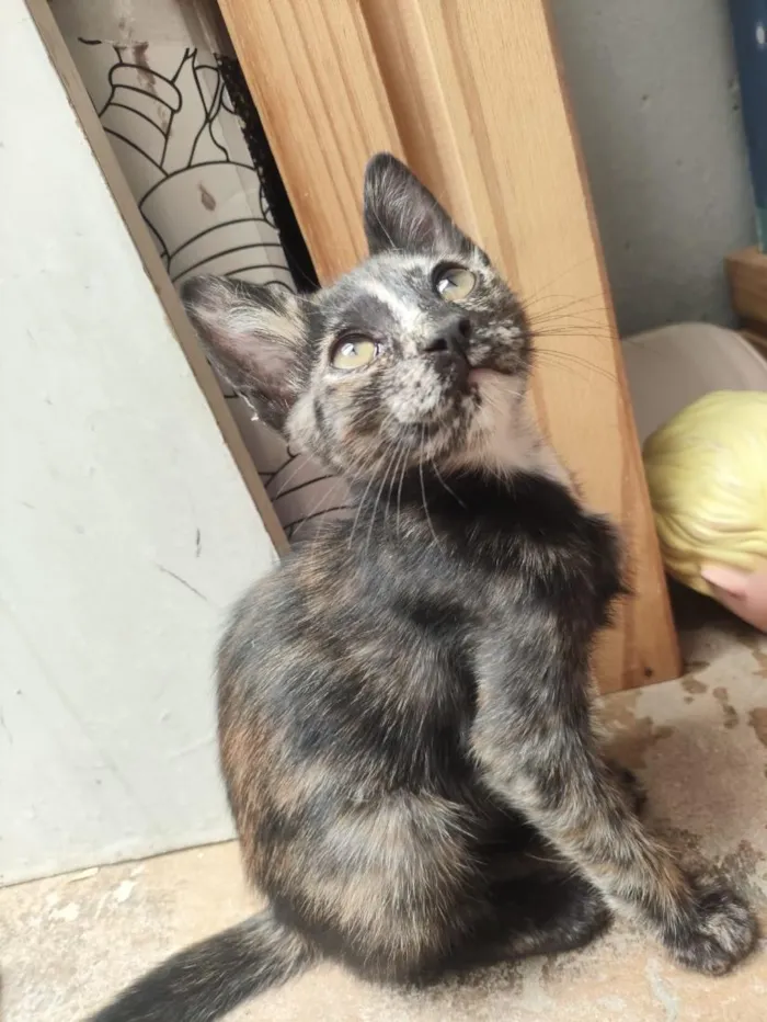 Gato raça SRD-ViraLata idade 2 a 6 meses nome Mia
