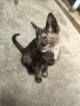 Mia