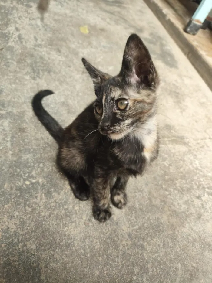 Gato raça SRD-ViraLata idade 2 a 6 meses nome Mia
