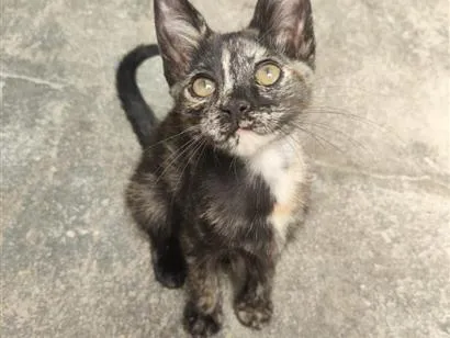 Gato raça SRD-ViraLata idade 2 a 6 meses nome Mia