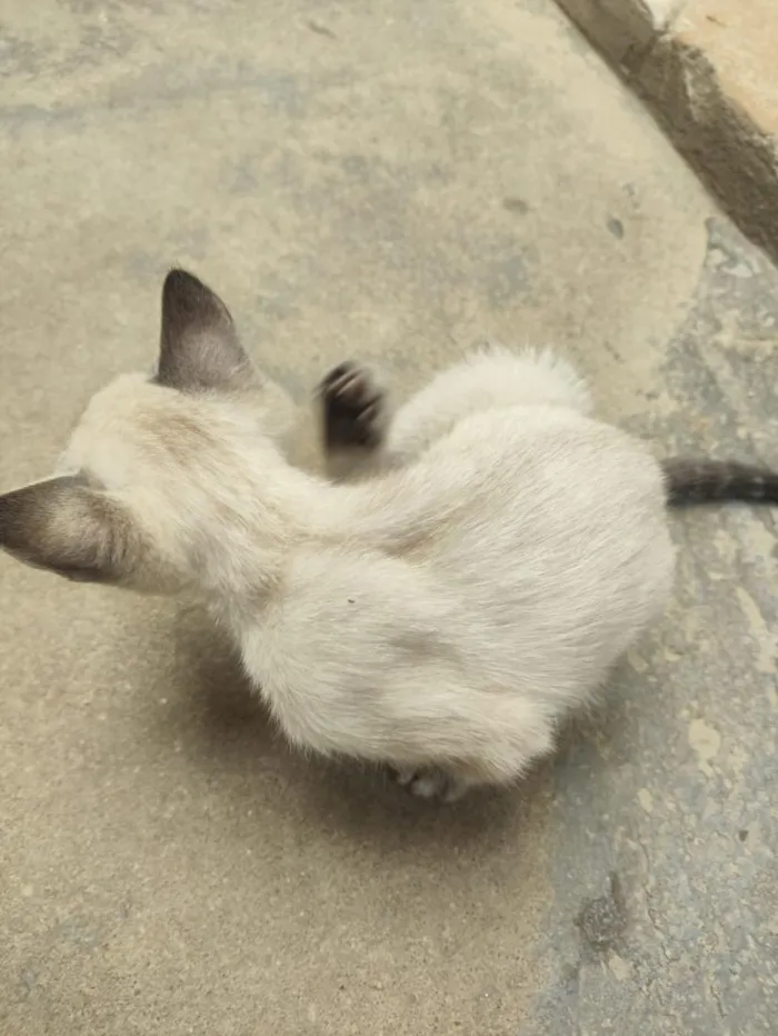 Gato raça SRD-ViraLata idade 2 a 6 meses nome Max