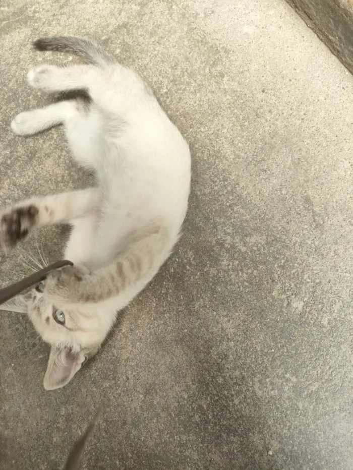 Gato raça SRD-ViraLata idade 2 a 6 meses nome Max