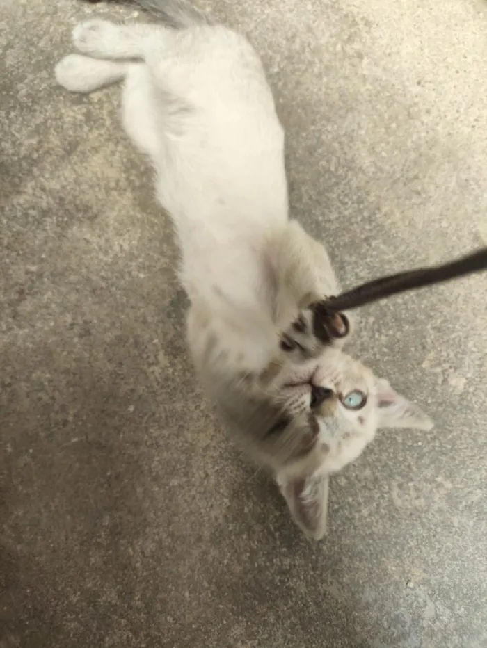 Gato raça SRD-ViraLata idade 2 a 6 meses nome Max