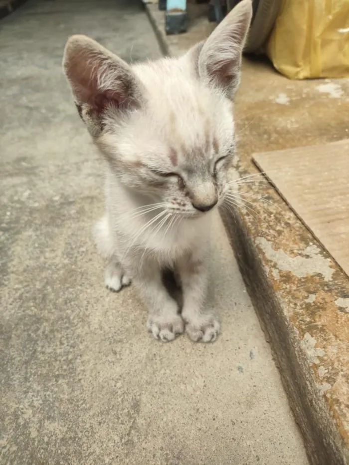 Gato raça SRD-ViraLata idade 2 a 6 meses nome Max