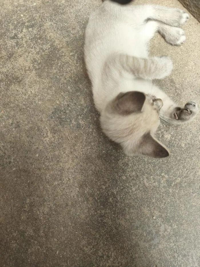 Gato raça SRD-ViraLata idade 2 a 6 meses nome Max