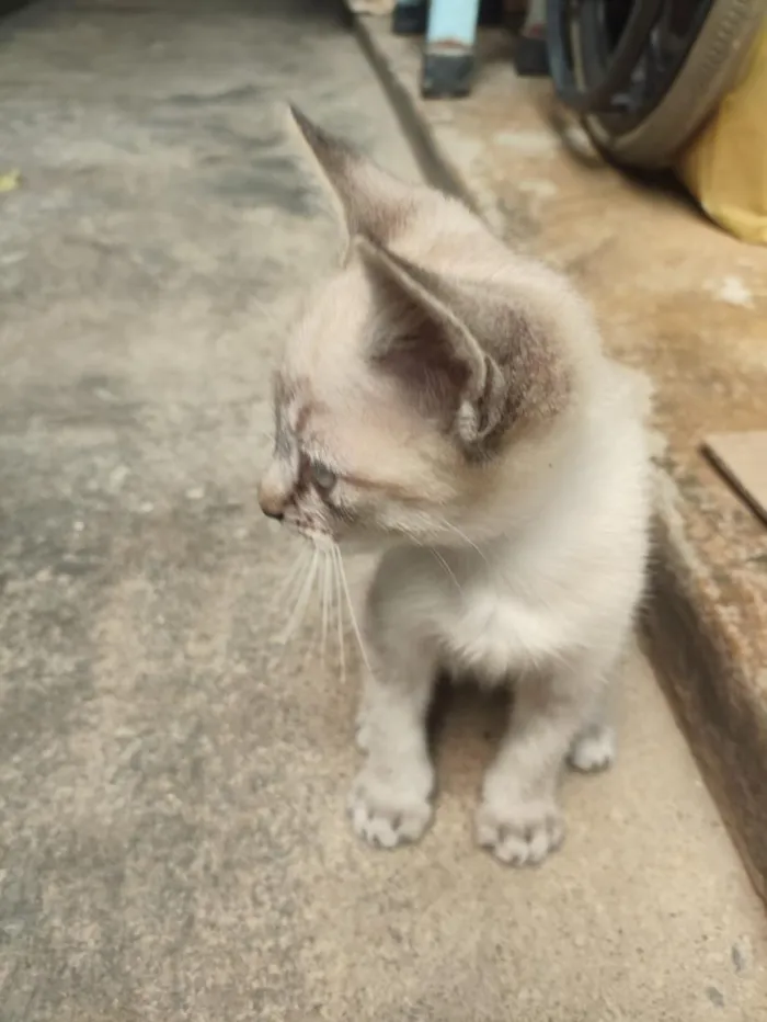 Gato raça SRD-ViraLata idade 2 a 6 meses nome Max