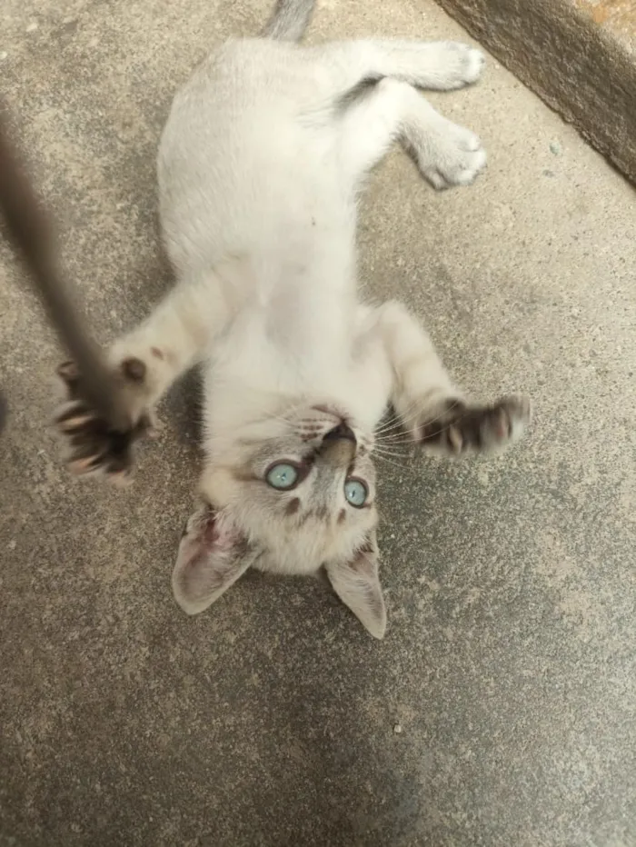 Gato raça SRD-ViraLata idade 2 a 6 meses nome Max