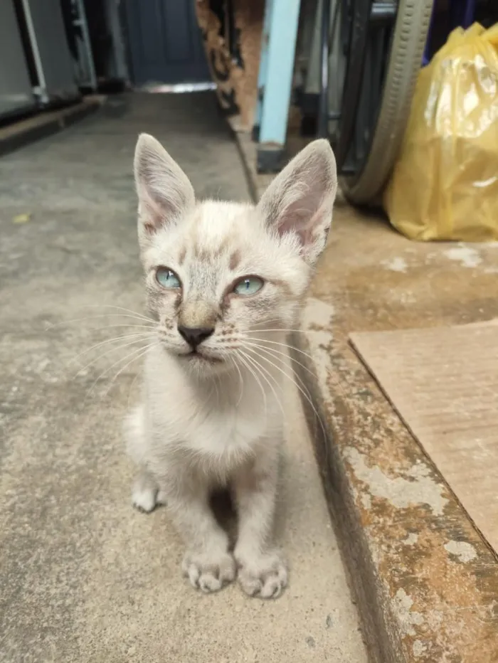 Gato raça SRD-ViraLata idade 2 a 6 meses nome Max