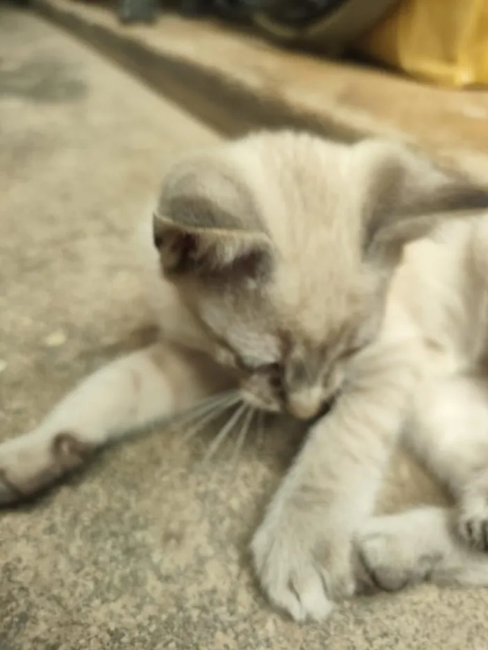 Gato raça SRD-ViraLata idade 2 a 6 meses nome Max