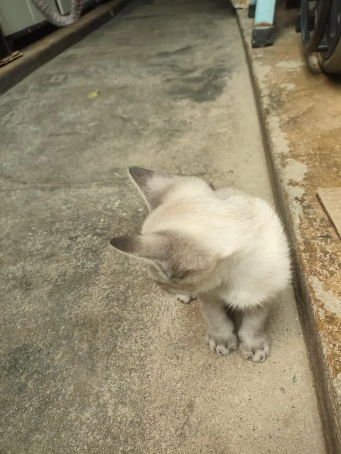 Gato raça SRD-ViraLata idade 2 a 6 meses nome Max