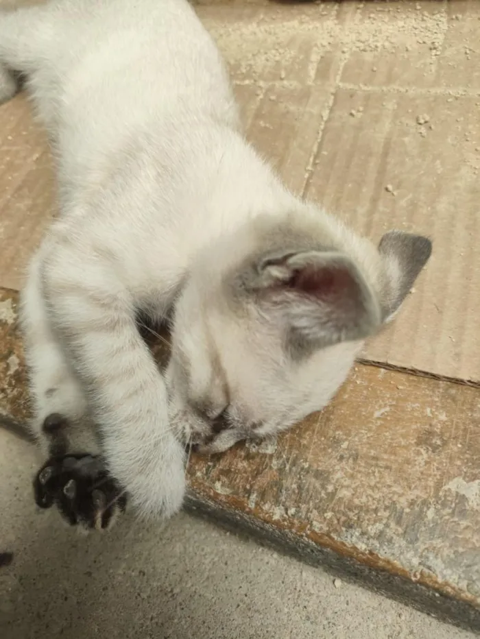Gato raça SRD-ViraLata idade 2 a 6 meses nome Max