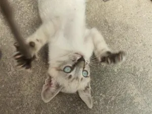 Gato raça SRD-ViraLata idade 2 a 6 meses nome Max