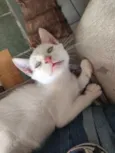 banquinho 