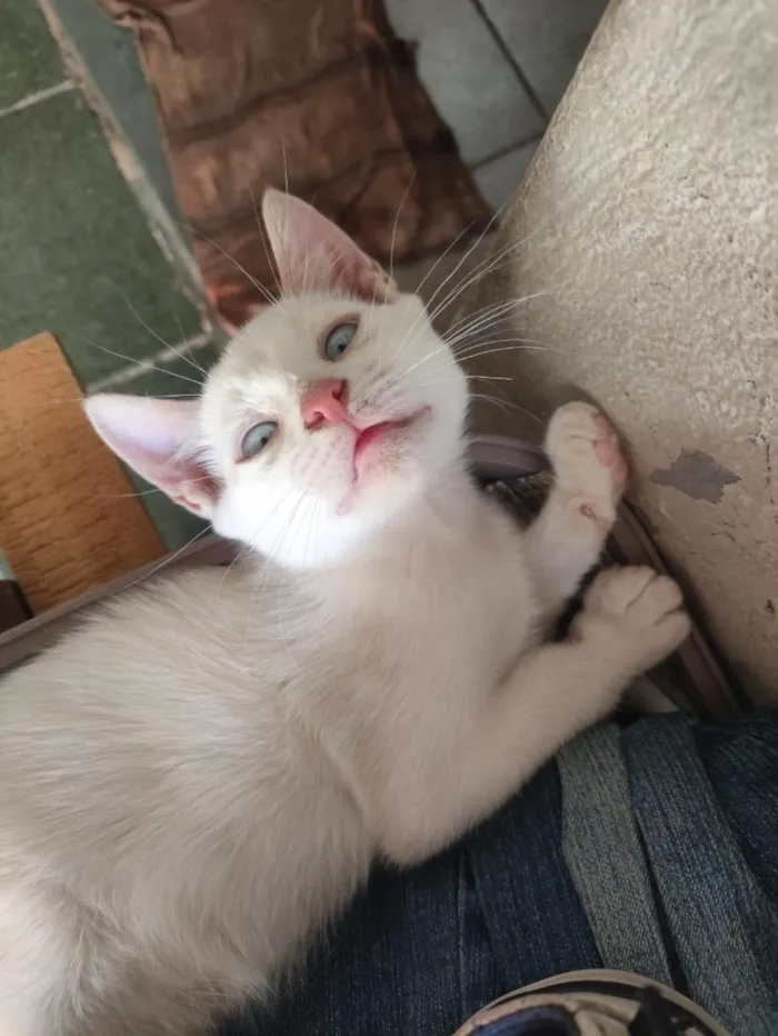 Gato raça SRD-ViraLata idade 2 a 6 meses nome banquinho 