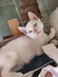 banquinho 