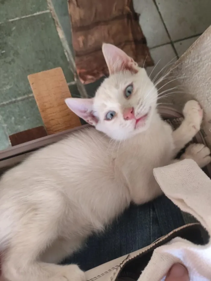 Gato raça SRD-ViraLata idade 2 a 6 meses nome banquinho 
