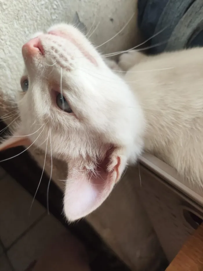 Gato raça SRD-ViraLata idade 2 a 6 meses nome banquinho 
