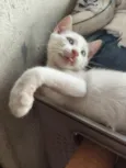 banquinho 
