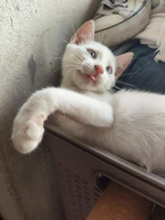 Gato raça SRD-ViraLata idade 2 a 6 meses nome banquinho 