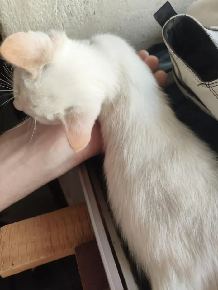 Gato raça SRD-ViraLata idade 2 a 6 meses nome banquinho 