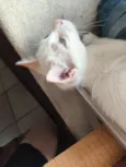 banquinho 
