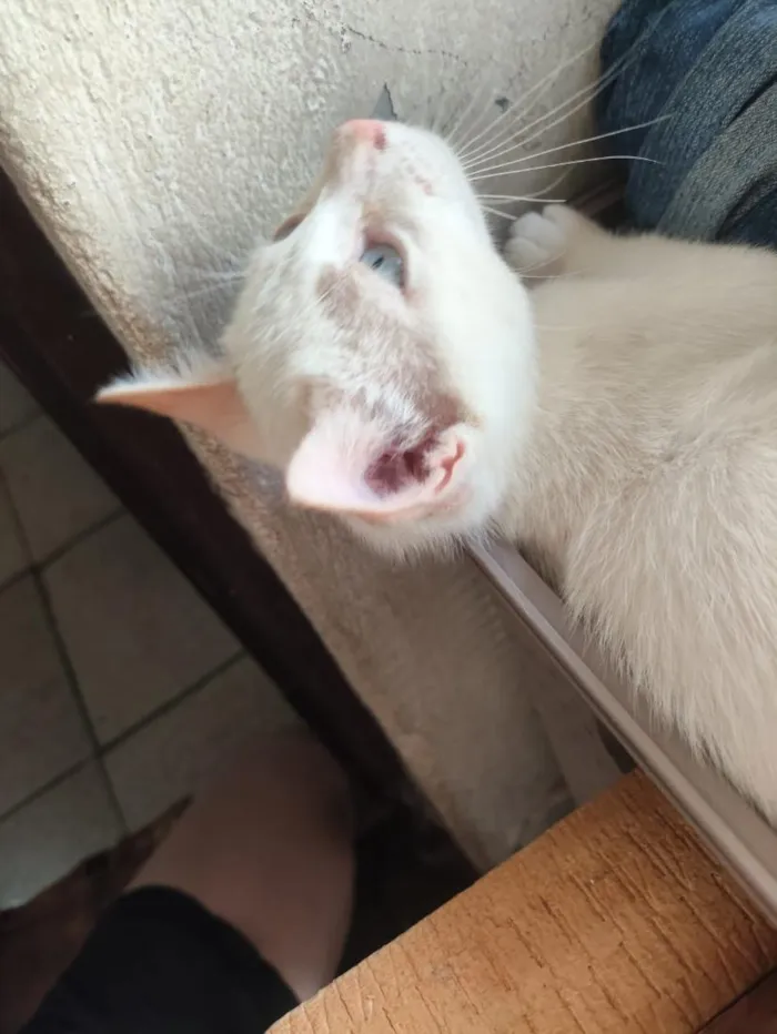Gato raça SRD-ViraLata idade 2 a 6 meses nome banquinho 