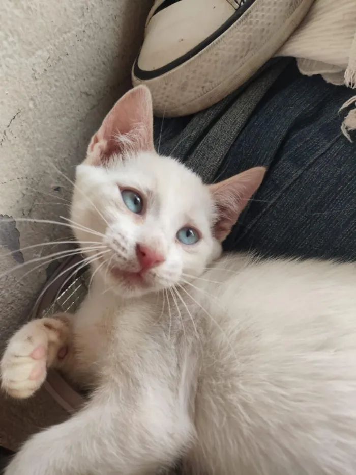 Gato raça SRD-ViraLata idade 2 a 6 meses nome banquinho 