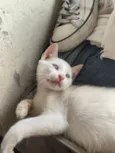 banquinho 