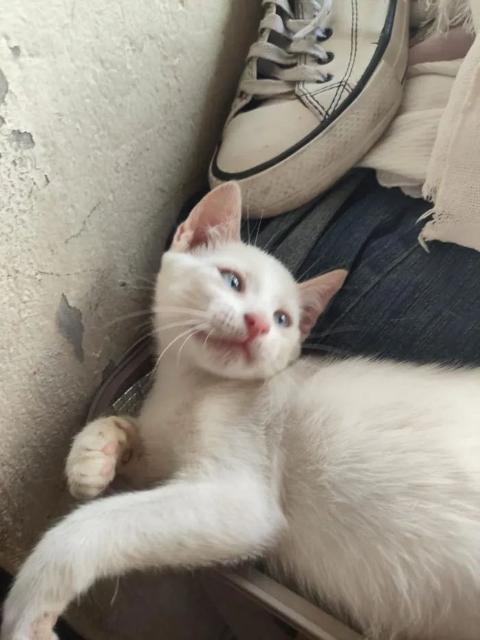 Gato raça SRD-ViraLata idade 2 a 6 meses nome banquinho 