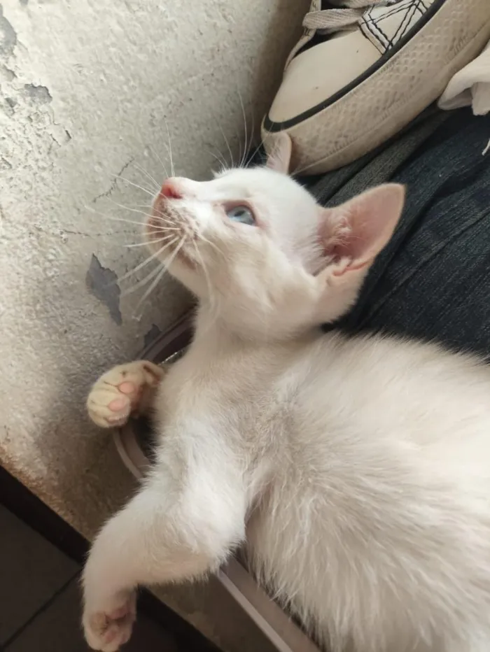 Gato raça SRD-ViraLata idade 2 a 6 meses nome banquinho 