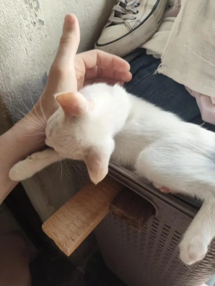 Gato raça SRD-ViraLata idade 2 a 6 meses nome banquinho 