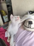 banquinho 