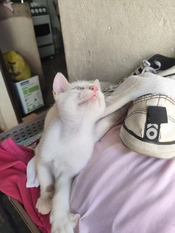 Gato raça SRD-ViraLata idade 2 a 6 meses nome banquinho 