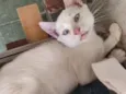banquinho 
