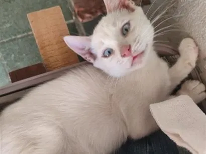 Gato raça SRD-ViraLata idade 2 a 6 meses nome banquinho 