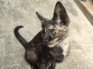 Gato raça SRD-ViraLata idade 2 a 6 meses nome Mia