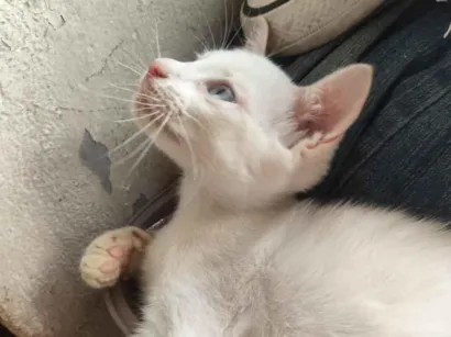 Gato raça SRD-ViraLata idade 2 a 6 meses nome banquinho 