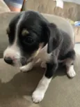 Princesa, neguinho e rot 