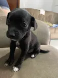 Princesa, neguinho e rot 