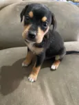Princesa, neguinho e rot 